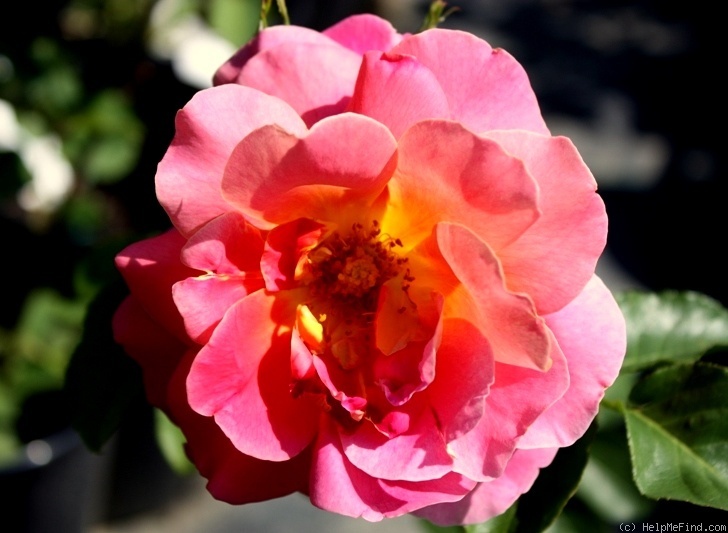 'Condesa de Sástago (hybrid tea, Dot 1930)' rose photo