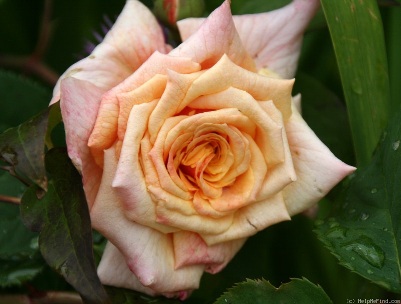 'Caramella ™ (shrub, Kordes before 2000)' rose photo