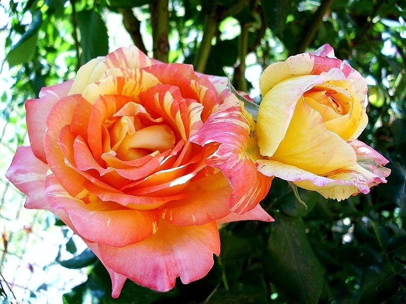 'Marvelle ® (hybrid tea, McGredy, 1988)' rose photo