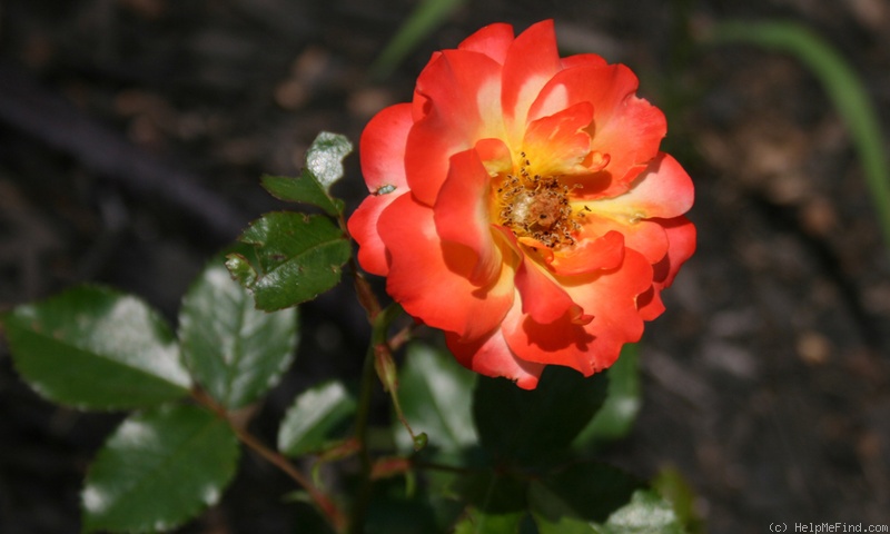 'Sunita' rose photo