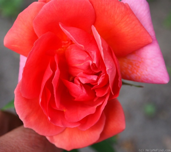 'Autumn Tints' rose photo