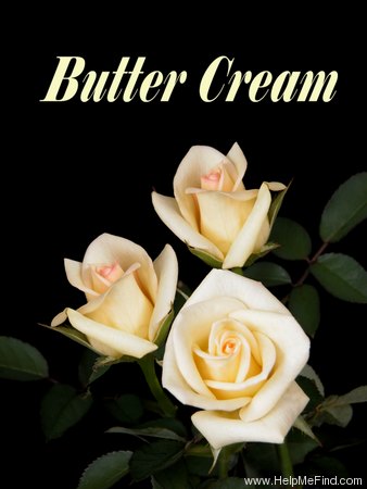 'Butter Cream ™' rose photo