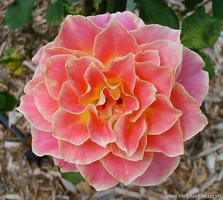 'Calico' rose photo