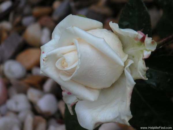 'Vendela ®' rose photo