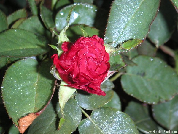 'Red Velvet ® (hybrid tea, Evers/Tantau, 1994)' rose photo