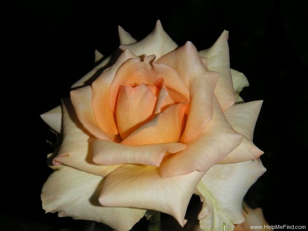 'Antique Brass ™' rose photo