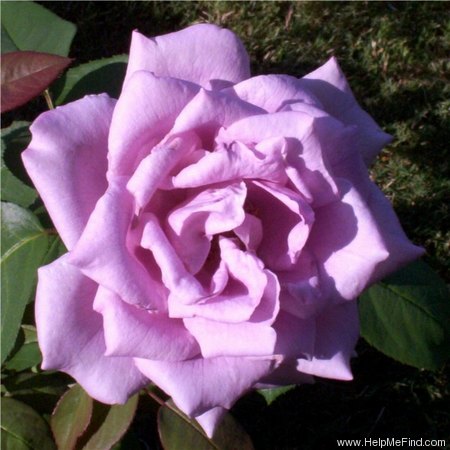 'Blue Nile ®' rose photo