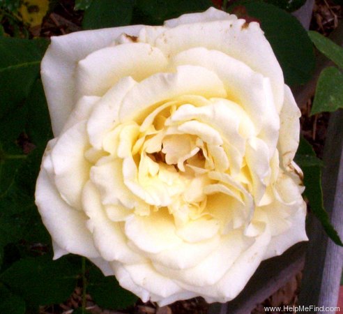 'Elina ®' rose photo