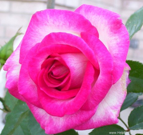 'Better Homes & Gardens Diamond Jubilee ™' rose photo