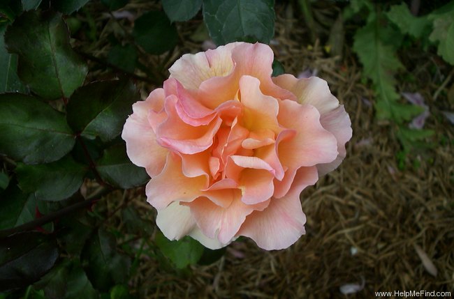 'Howard Florey' rose photo