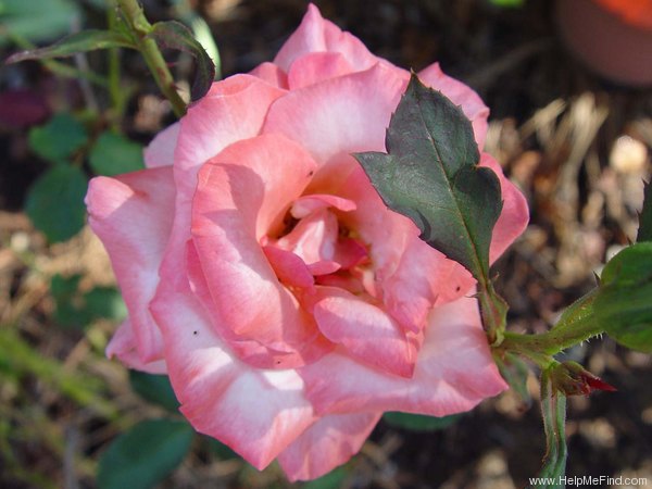 'Candia ™ (hybrid tea, Meilland, 1978)' rose photo