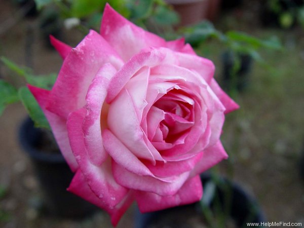 'Daily Sketch (floribunda, McGredy, 1956)' rose photo