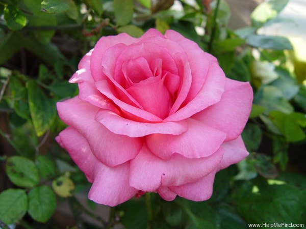 'Enchanted' rose photo