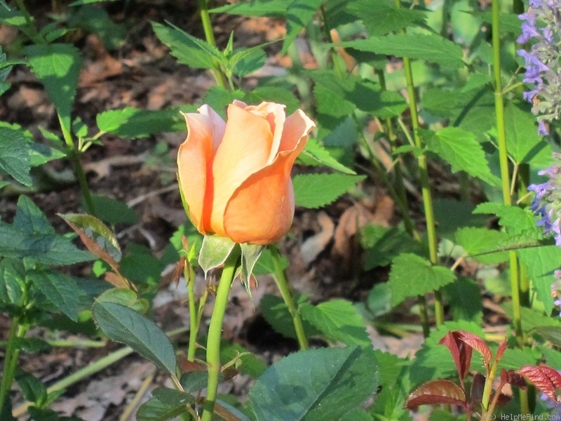 'Abbaye de Cluny ®' rose photo