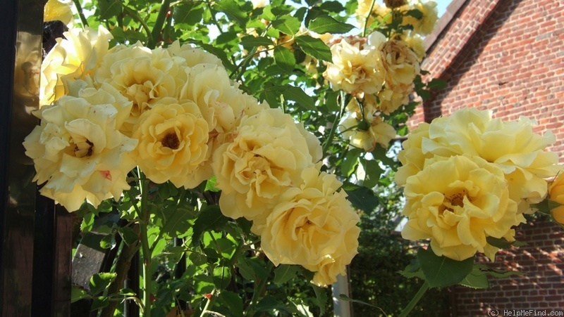 'Goldilocks, Cl.' rose photo