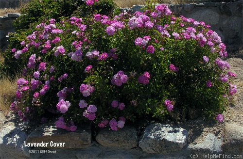 'Lavender Cover ®' rose photo