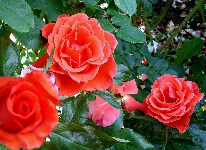 'Candelabra ™' rose photo