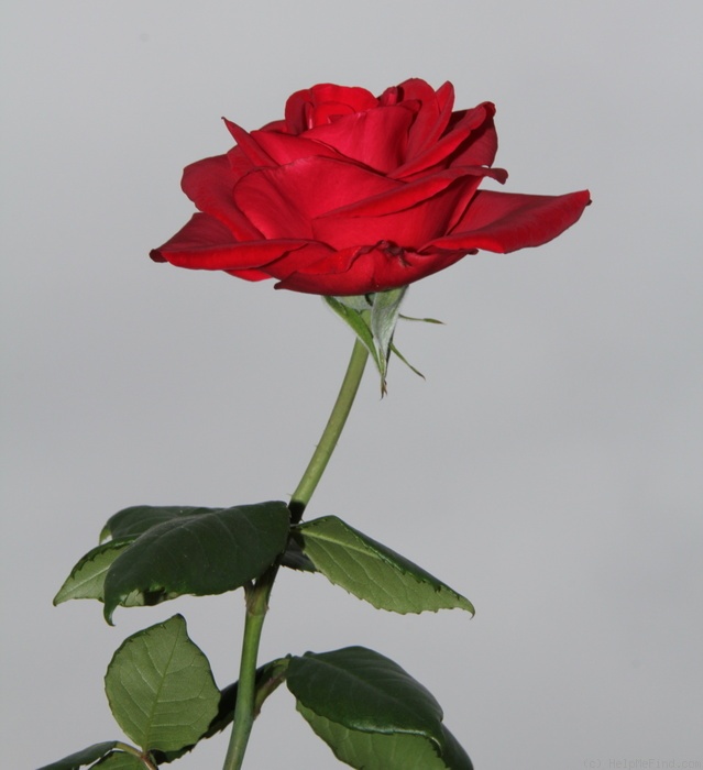 'Always & Forever' rose photo