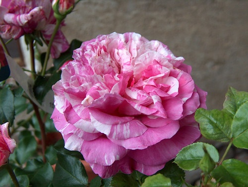 'Colibri (climber, Unknown, 2009)' rose photo