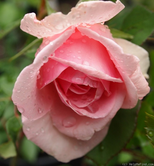 'Jan Hus' rose photo