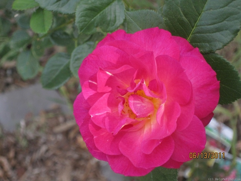 'Outta The Blue ™' rose photo