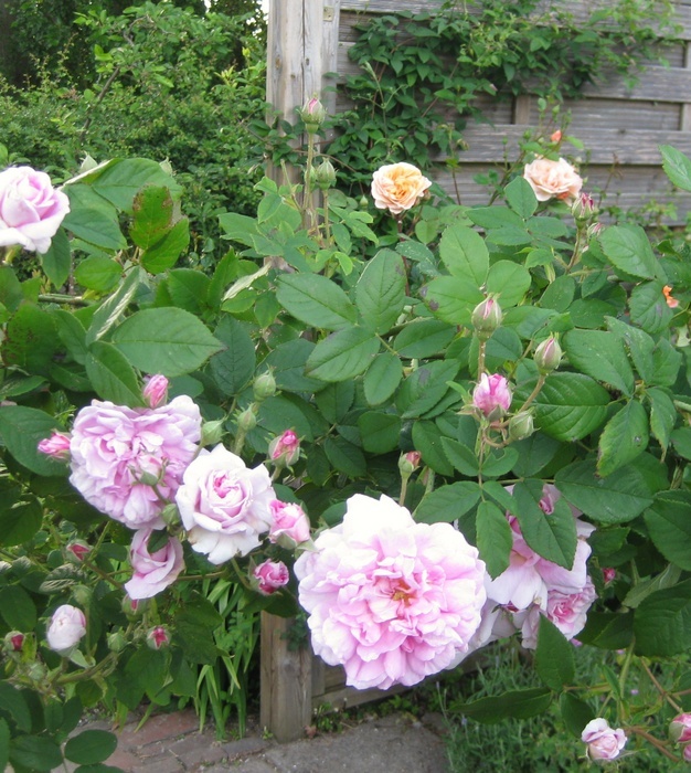 'Ispahan (damask, Unknown, before 1827)' rose photo