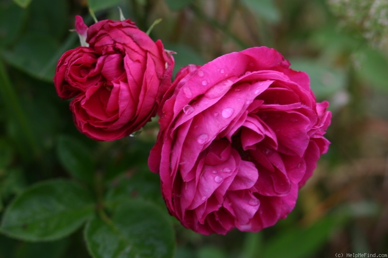 'Charles Gater' rose photo