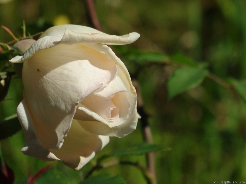 'Madame Bravy' rose photo