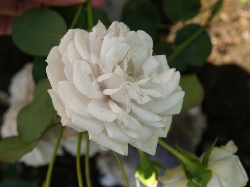 'Quai Des Brumes' rose photo
