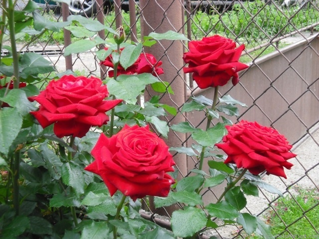 'Helmut Kohl Rose' rose photo