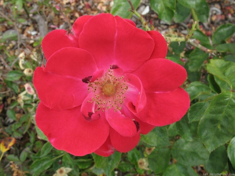'Fanal' rose photo