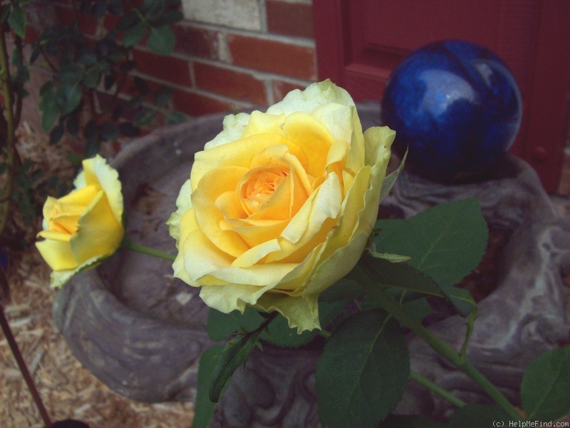 'St. Patrick ™ (hybrid tea, Strickland, 1986)' rose photo