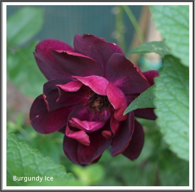 'Burgundy Ice' rose photo