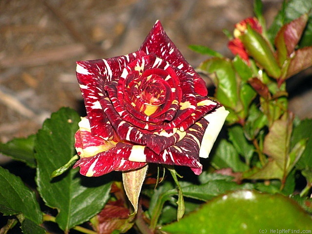 'Abracadabra (floribunda, Kordes, 2001)' rose photo
