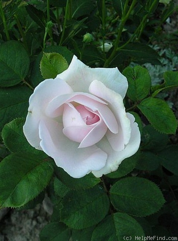 'Souvenir de Christophe Cochet' rose photo