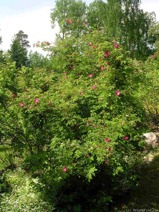 '<i>Rosa pendulina</i> L.' rose photo