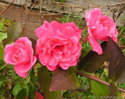 'Elfrid ®' rose photo