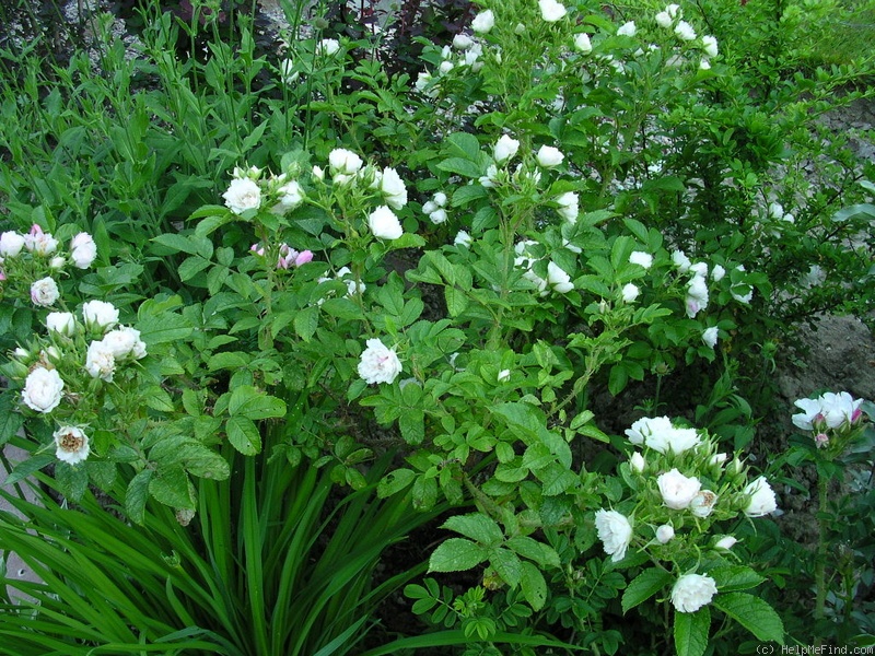 'Grootendorst White' rose photo