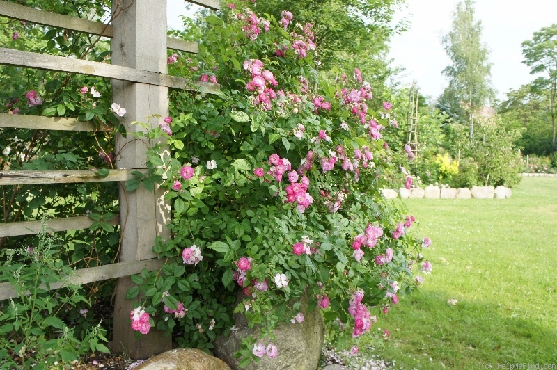 'Geschwind's Nordlandrose II' rose photo