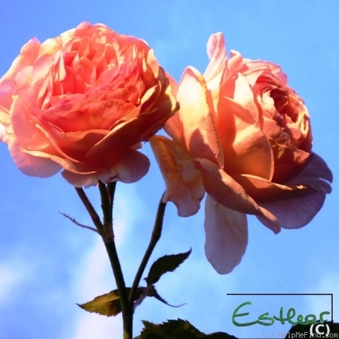 'A Shropshire Lad' rose photo