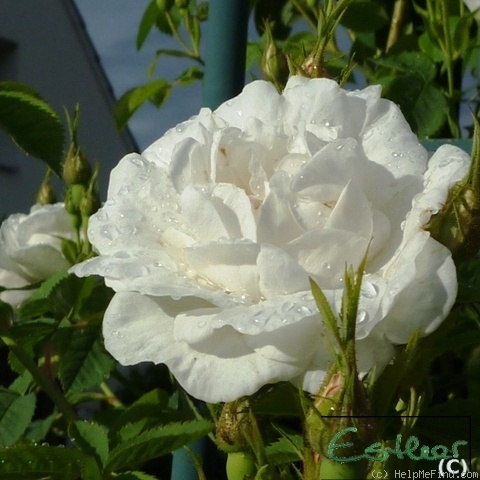 'Alba Maxima' rose photo