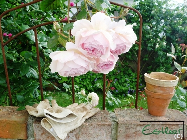 'Ein Rosengaertchen / A little Rose Garden'  photo