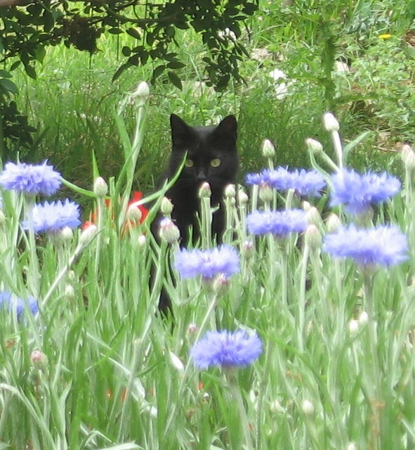 'Black Cat Garden'  photo