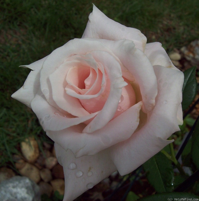 'Bride's Dream (hybrid tea, Kordes 1985)' rose photo