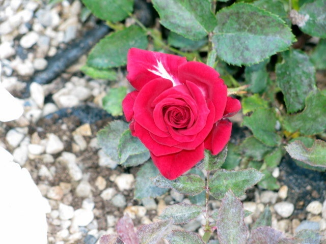 'Ricky Hendrick' rose photo