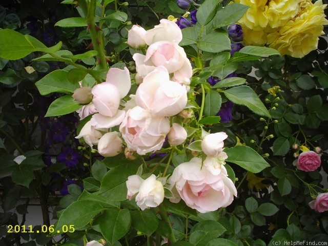 'Jasmina ™ (LCl, Kordes, 1996)' rose photo