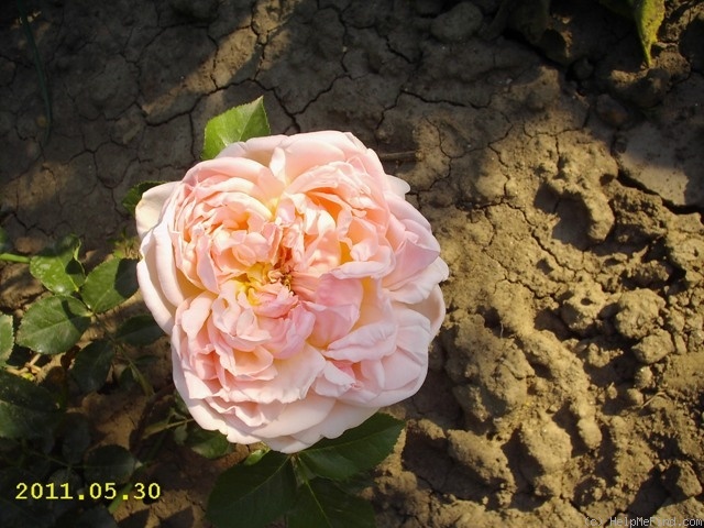 'Evelyn ™ (shrub, Austin, 1991)' rose photo