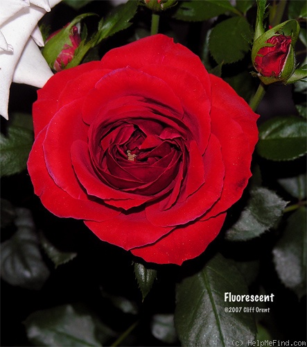 'Fluorescent ®' rose photo