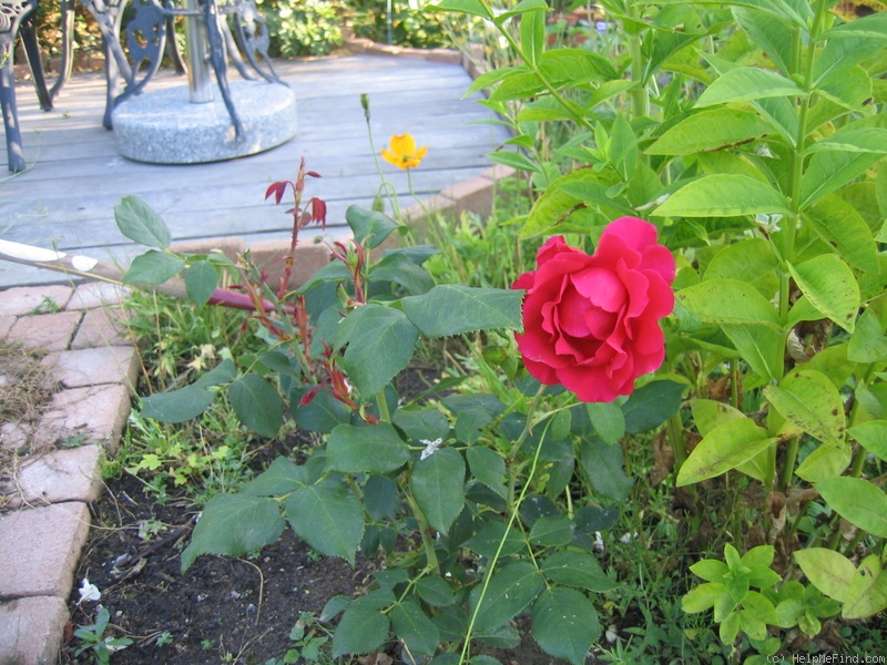 'Macon Rouge' rose photo