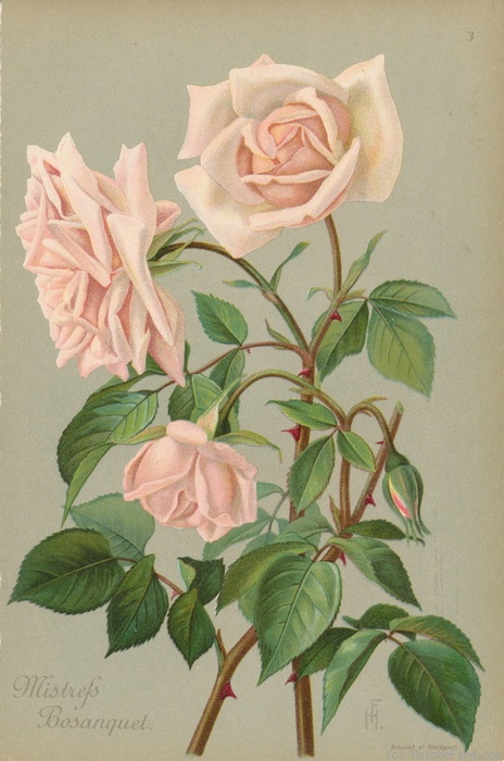 'Mrs. Bosanquet' rose photo